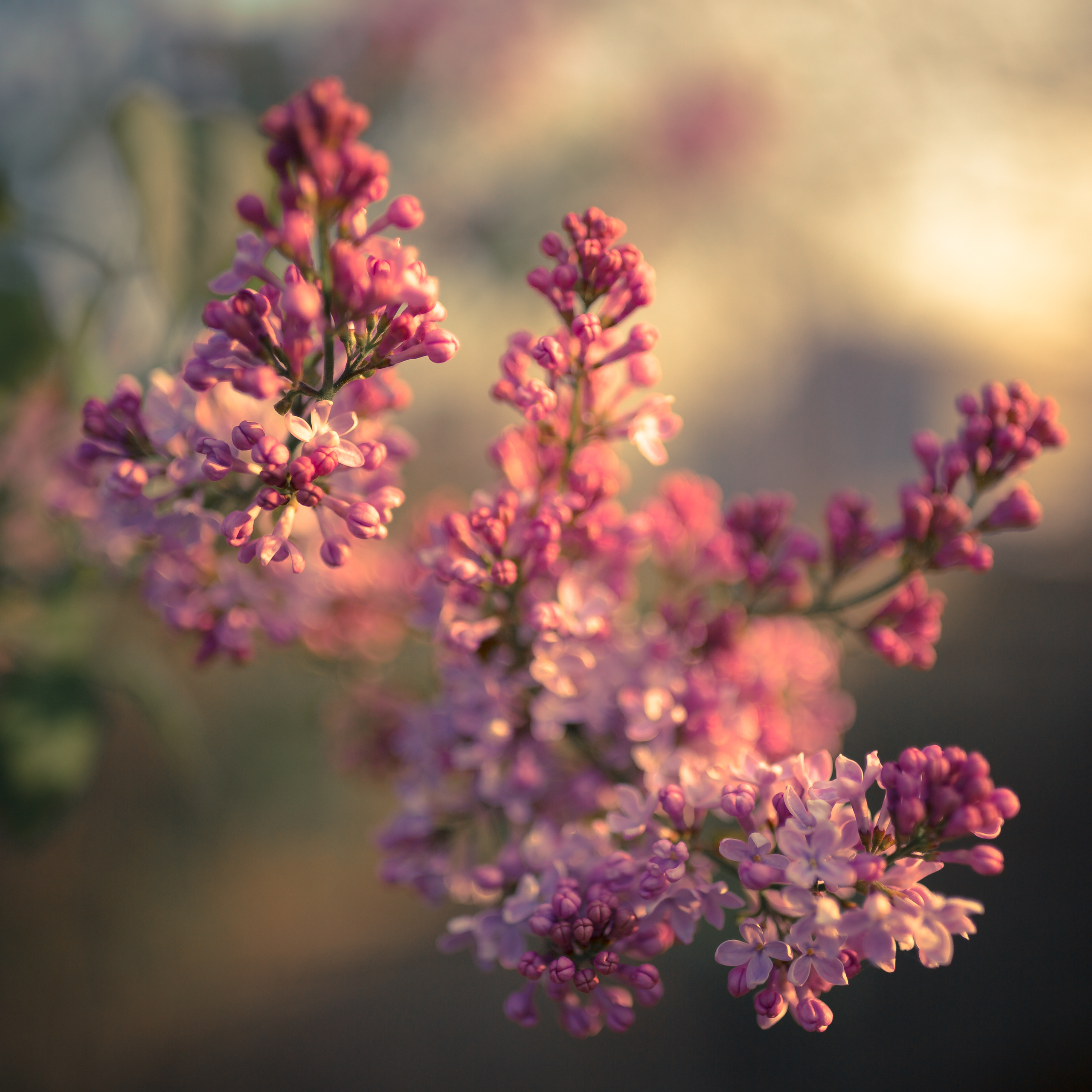 صور أجمل زهور ورد خلفيات موبايل ولابتوب تحميل مجاني صور خلفيات عالية